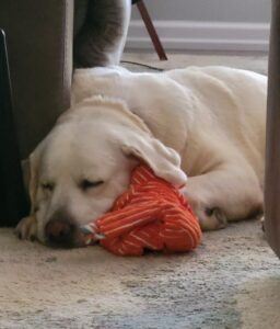 dog napping on the floor with a toy