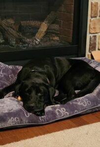 Black Labrador Retriever mix