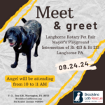 Meet and Greet Langhorne Pet Fair Angel black labrador former breeder mom