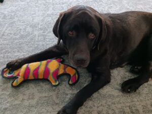 Chocolate Labrador Retriever