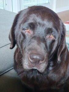 Chocolate Labrador Retriever