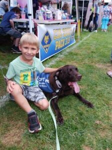 Chocolate Labrador Retriever