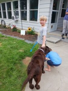 Chocolate Labrador Retriever