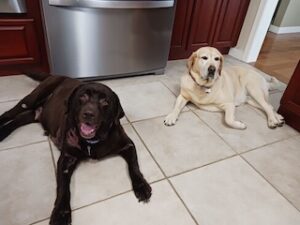 Chocolate Labrador Retriever