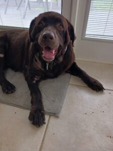 Chocolate Labrador Retriever