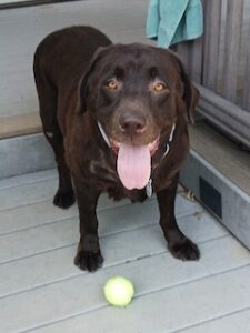 Chocolate Labrador Retriever