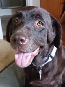 Chocolate Labrador Retriever