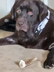 Chocolate Labrador Retriever