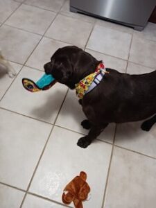 Chocolate Labrador Retriever