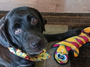 Chocolate Labrador Retriever