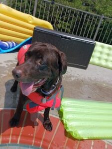 Chocolate Labrador Retriever