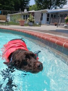 Chocolate Labrador Retriever