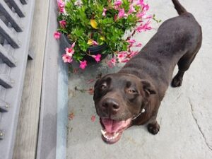 Chocolate Labrador Retriever