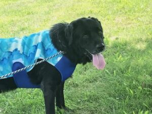 Black Labrador Retriever