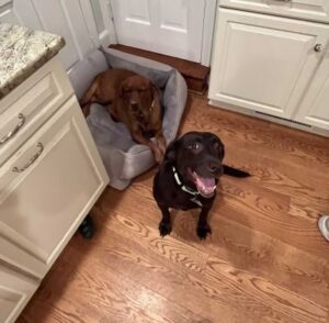 Chocolate Labrador Retriever