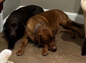 Chocolate Labrador Retriever