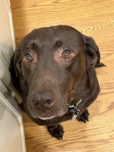 Chocolate Labrador Retriever