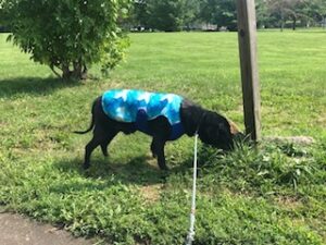 Black Labrador Retriever