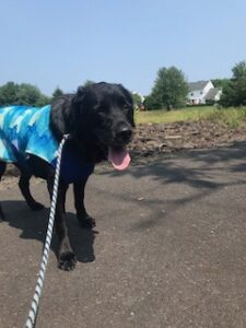 Black Labrador Retriever