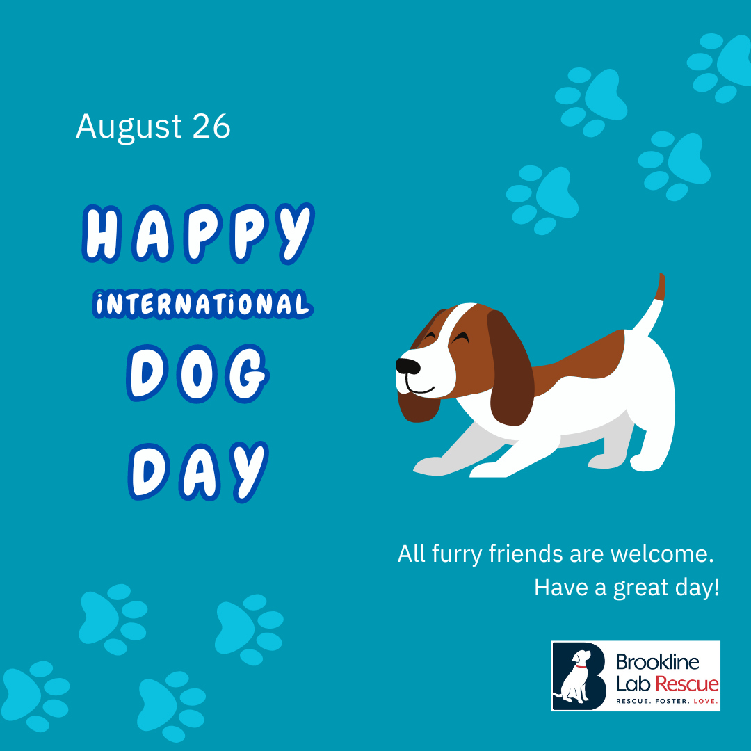 International Dog Day celebrating the reasons why our dogs are amazing