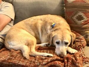 Yellow Labrador Retriever