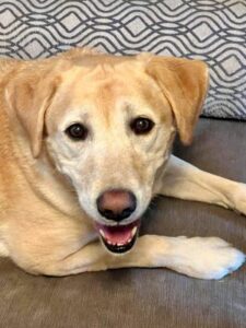 Yellow Labrador Retriever