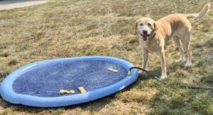 Yellow Labrador Retriever