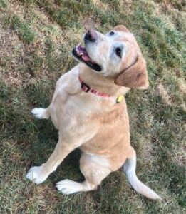 Yellow Labrador Retriever