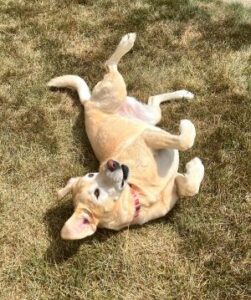 Yellow Labrador Retriever