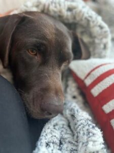 Chocolate Labrador Retriever