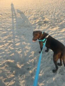 Chocolate Labrador Retriever