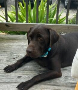 Chocolate Labrador Retriever