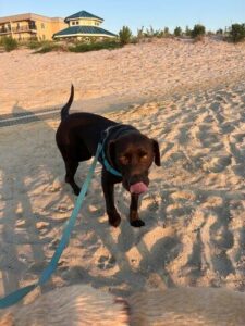 Chocolate Labrador Retriever