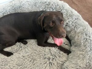 Chocolate Labrador Retriever