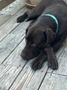 Chocolate Labrador Retriever