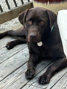 Chocolate Labrador Retriever