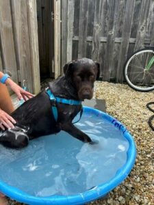 Chocolate Labrador Retriever