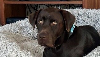 Chocolate Labrador Retriever