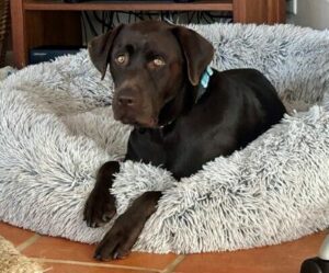 Chocolate Labrador Retriever