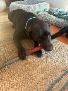 Chocolate Labrador Retriever