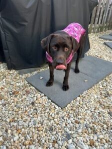 Chocolate Labrador Retriever