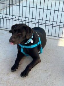 Chocolate Labrador Retriever