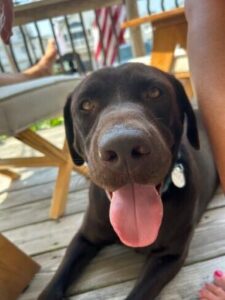 Chocolate Labrador Retriever