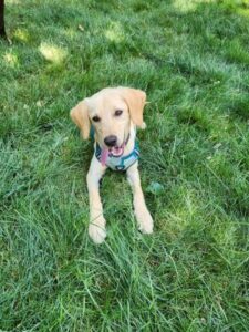 Yellow Labrador Retriever