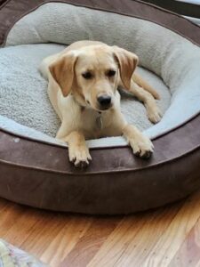 Yellow Labrador Retriever