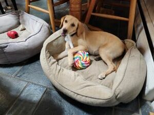 Yellow Labrador Retriever