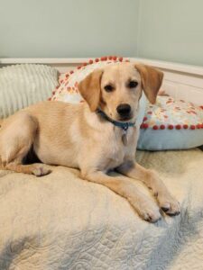 Yellow Labrador Retriever