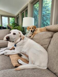 Yellow Labrador Retriever