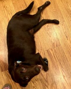 Chocolate Labrador Retriever