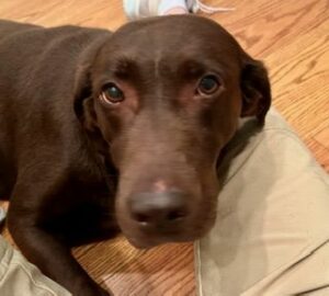 Chocolate Labrador Retriever